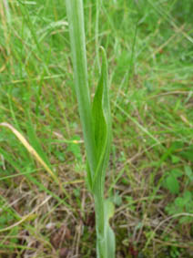 Ophrys apifera